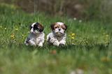 SHIH TZU 322